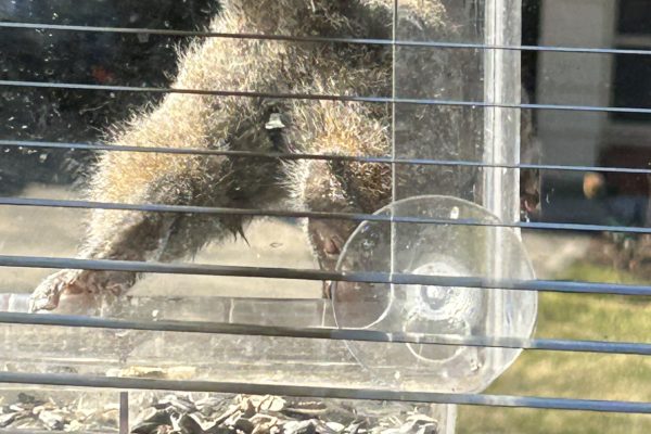 Squirrel skedaddling.